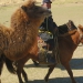 Repérage rando à cheval "Désert et Steppes de Mongolie"